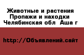 Животные и растения Пропажи и находки. Челябинская обл.,Аша г.